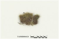 藏品(粗葉青毛苔)的圖片